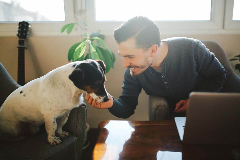 Dog sits on an armchair sniffing a man's hand